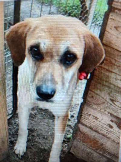 Tierschutzhunde suchen ein Zuhause-Beitrag-Bild