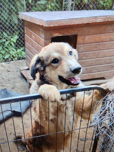 Tierschutzhunde suchen ein Zuhause-Beitrag-Bild