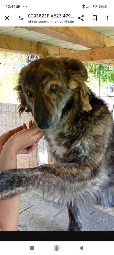 Tierschutzhunde suchen ein Zuhause-Beitrag-Bild