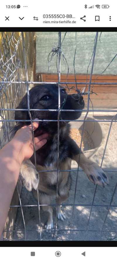 Tierschutzhunde suchen ein Zuhause-Beitrag-Bild