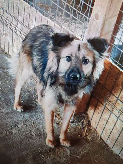 Tierschutzhunde suchen ein Zuhause-Beitrag-Bild