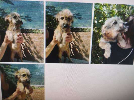 Tierschutzhunde suchen ein Zuhause-Beitrag-Bild