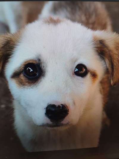 Tierschutzhunde suchen ein Zuhause-Beitrag-Bild