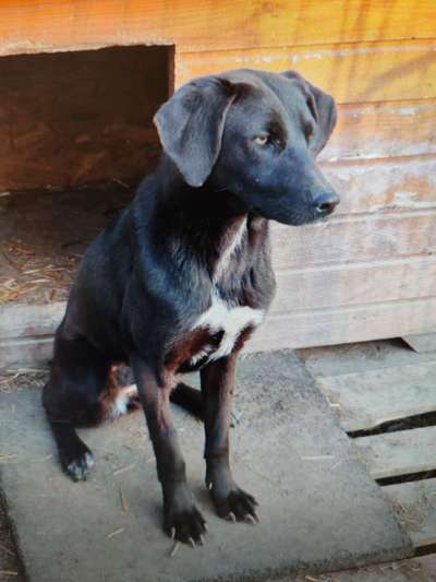 Tierschutzhunde suchen ein Zuhause-Beitrag-Bild