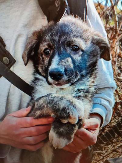 Tierschutzhunde suchen ein Zuhause-Beitrag-Bild