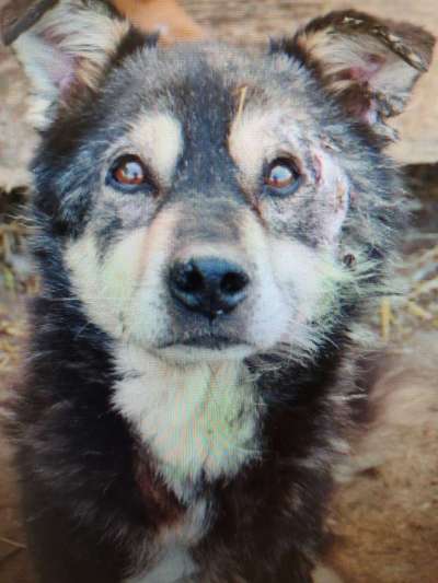 Tierschutzhunde suchen ein Zuhause-Beitrag-Bild