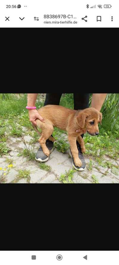 Tierschutzhunde suchen ein Zuhause-Beitrag-Bild