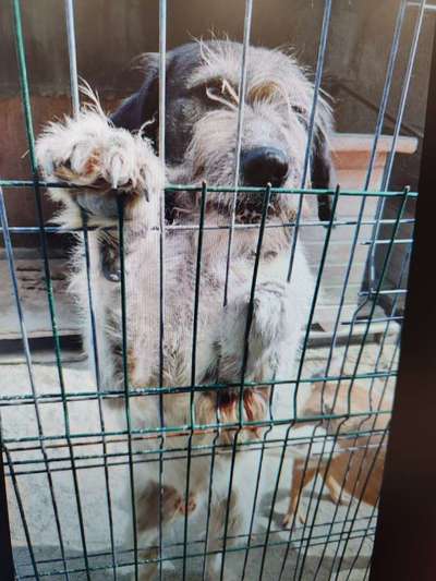 Tierschutzhunde suchen ein Zuhause-Beitrag-Bild