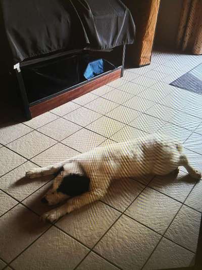 Tierschutzhunde suchen ein Zuhause-Beitrag-Bild