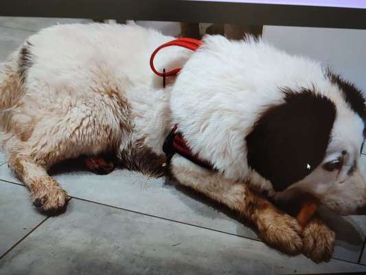 Tierschutzhunde suchen ein Zuhause-Beitrag-Bild