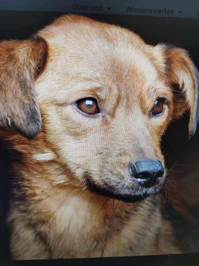 Tierschutzhunde suchen ein Zuhause-Beitrag-Bild