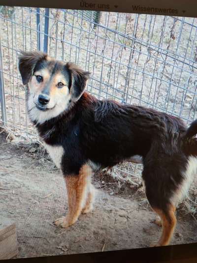 Tierschutzhunde suchen ein Zuhause-Beitrag-Bild