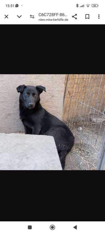 Tierschutzhunde suchen ein Zuhause-Beitrag-Bild