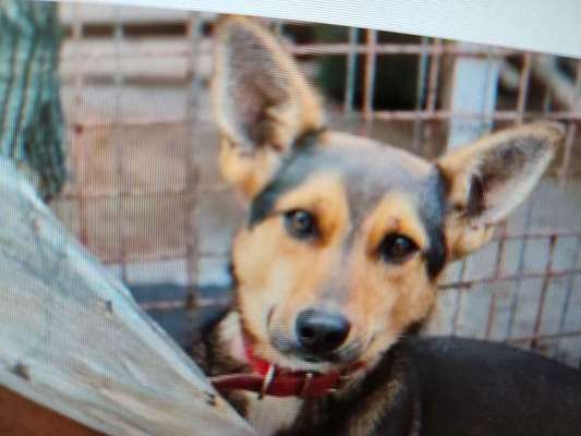 Tierschutzhunde suchen ein Zuhause-Beitrag-Bild