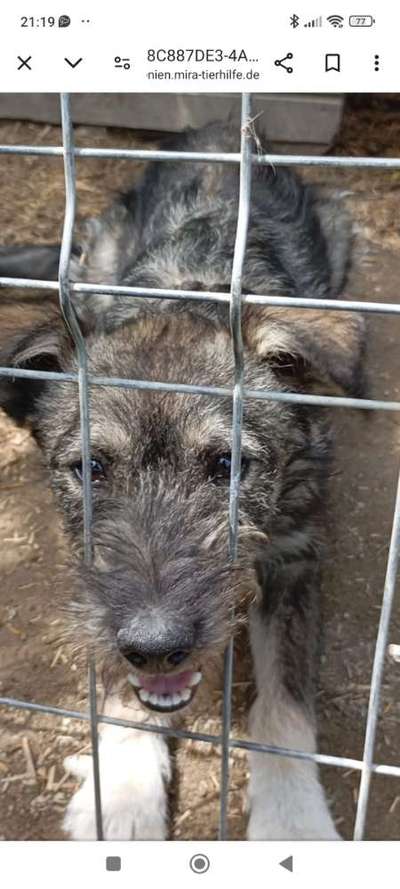 Tierschutzhunde suchen ein Zuhause-Beitrag-Bild