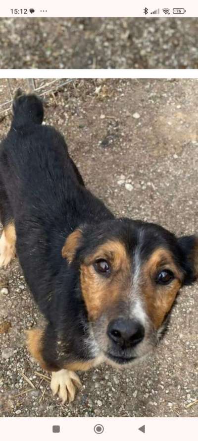 Tierschutzhunde suchen ein Zuhause-Beitrag-Bild