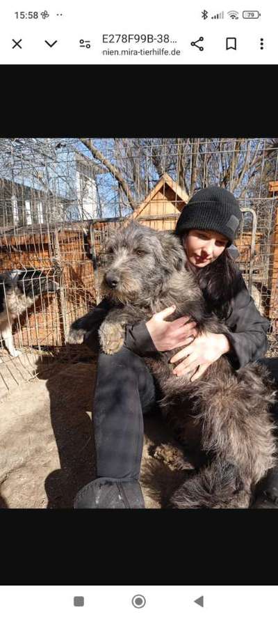 Tierschutzhunde suchen ein Zuhause-Beitrag-Bild