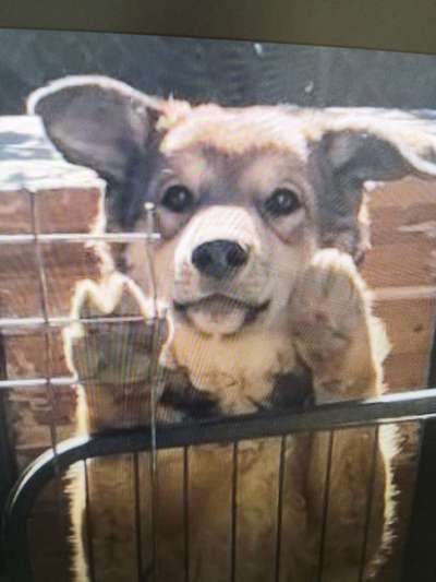 Tierschutzhunde suchen ein Zuhause-Beitrag-Bild