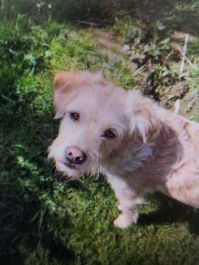 Tierschutzhunde suchen ein Zuhause-Beitrag-Bild