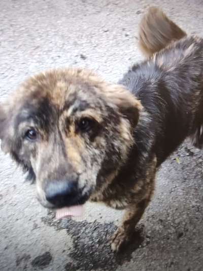 Tierschutzhunde suchen ein Zuhause-Beitrag-Bild