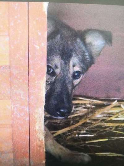 Tierschutzhunde suchen ein Zuhause-Beitrag-Bild