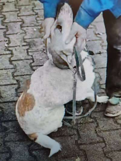 Tierschutzhunde suchen ein Zuhause-Beitrag-Bild