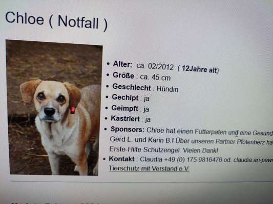 Tierschutzhunde suchen ein Zuhause-Beitrag-Bild