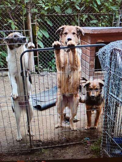 Tierschutzhunde suchen ein Zuhause-Beitrag-Bild
