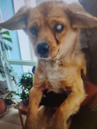 Tierschutzhunde suchen ein Zuhause-Beitrag-Bild