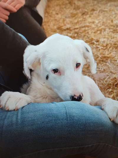 Tierschutzhunde suchen ein Zuhause-Beitrag-Bild