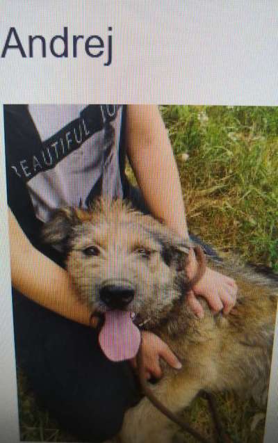 Tierschutzhunde suchen ein Zuhause-Beitrag-Bild