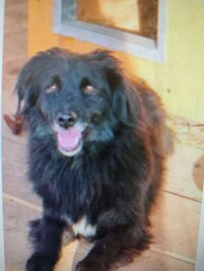 Tierschutzhunde suchen ein Zuhause-Beitrag-Bild