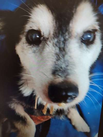 Tierschutzhunde suchen ein Zuhause-Beitrag-Bild