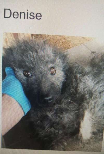 Tierschutzhunde suchen ein Zuhause-Beitrag-Bild