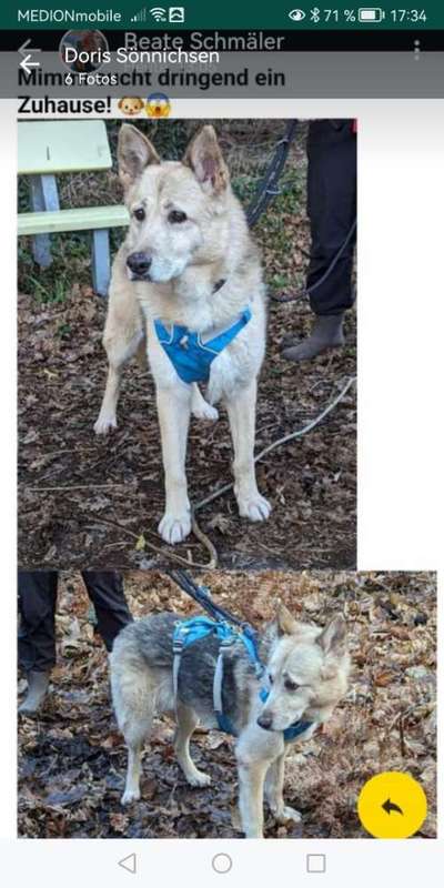 Tierschutzhunde suchen ein Zuhause-Beitrag-Bild