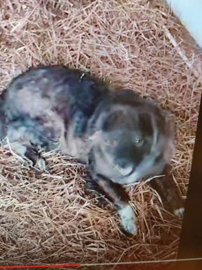 Tierschutzhunde suchen ein Zuhause-Beitrag-Bild