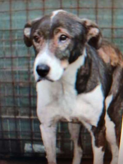 Tierschutzhunde suchen ein Zuhause-Beitrag-Bild