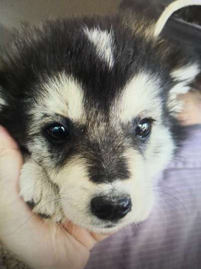 Tierschutzhunde suchen ein Zuhause-Beitrag-Bild