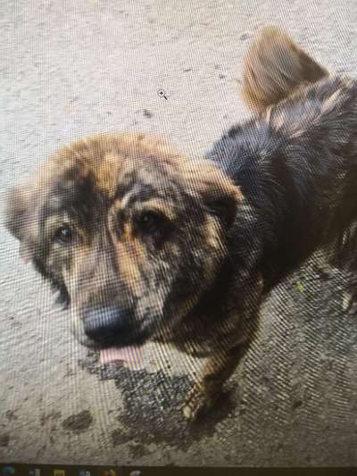 Tierschutzhunde suchen ein Zuhause-Beitrag-Bild