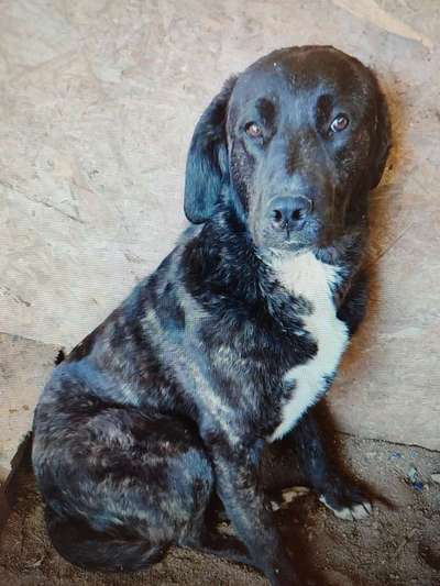 Tierschutzhunde suchen ein Zuhause-Beitrag-Bild