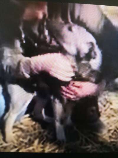 Tierschutzhunde suchen ein Zuhause-Beitrag-Bild