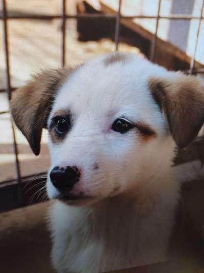 Tierschutzhunde suchen ein Zuhause-Beitrag-Bild