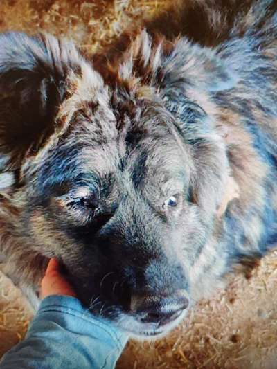 Tierschutzhunde suchen ein Zuhause-Beitrag-Bild