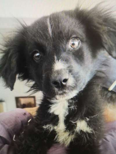 Tierschutzhunde suchen ein Zuhause-Beitrag-Bild