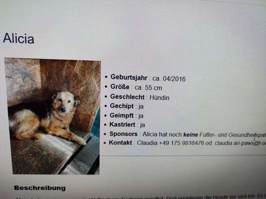 Tierschutzhunde suchen ein Zuhause-Beitrag-Bild