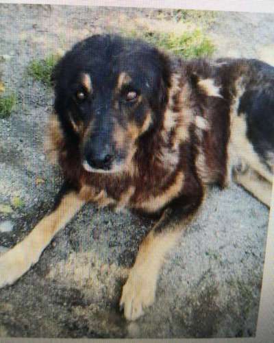 Tierschutzhunde suchen ein Zuhause-Beitrag-Bild