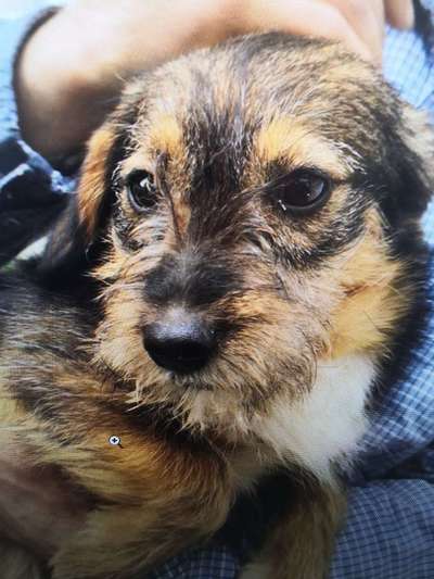 Tierschutzhunde suchen ein Zuhause-Beitrag-Bild