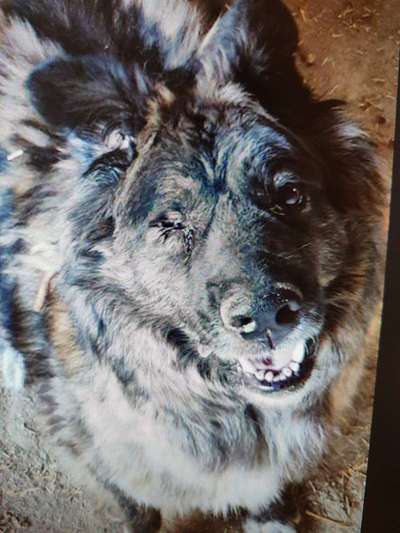 Tierschutzhunde suchen ein Zuhause-Beitrag-Bild