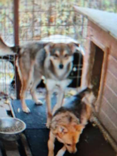 Tierschutzhunde suchen ein Zuhause-Beitrag-Bild