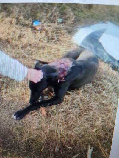 Tierschutzhunde suchen ein Zuhause-Beitrag-Bild